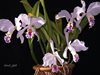 Cattleya mossiae 